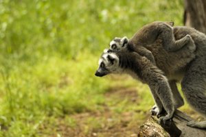 lemur, Primate, Madagascar,  44