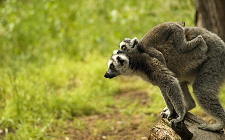 lemur, Primate, Madagascar,  44 HD Wallpaper Desktop Background