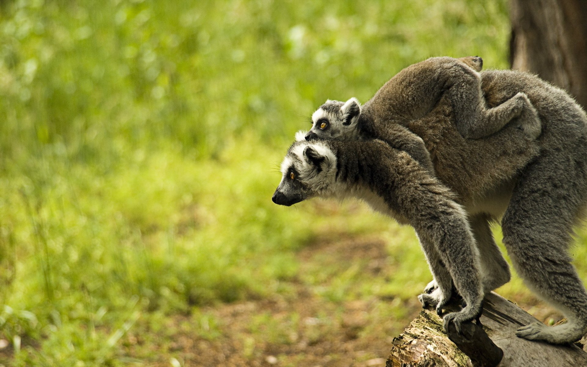 lemur, Primate, Madagascar,  44 Wallpaper