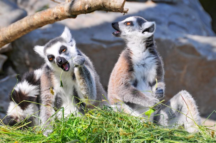 lemur, Primate, Madagascar,  46 HD Wallpaper Desktop Background