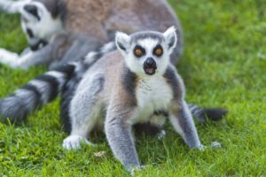 lemur, Primate, Madagascar,  45