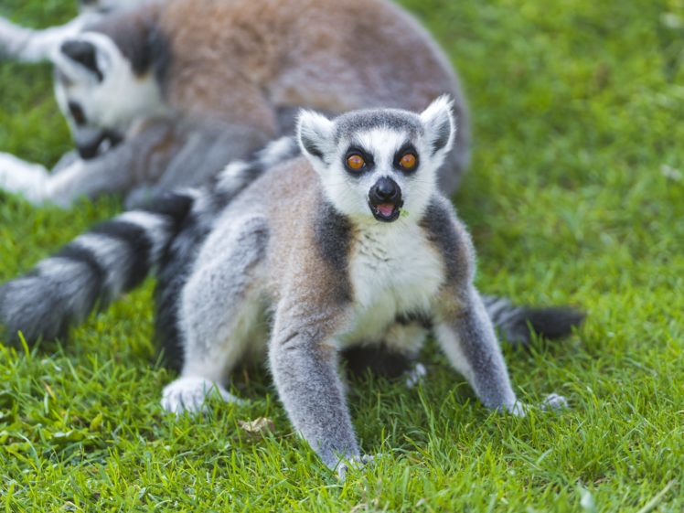 lemur, Primate, Madagascar,  45 HD Wallpaper Desktop Background
