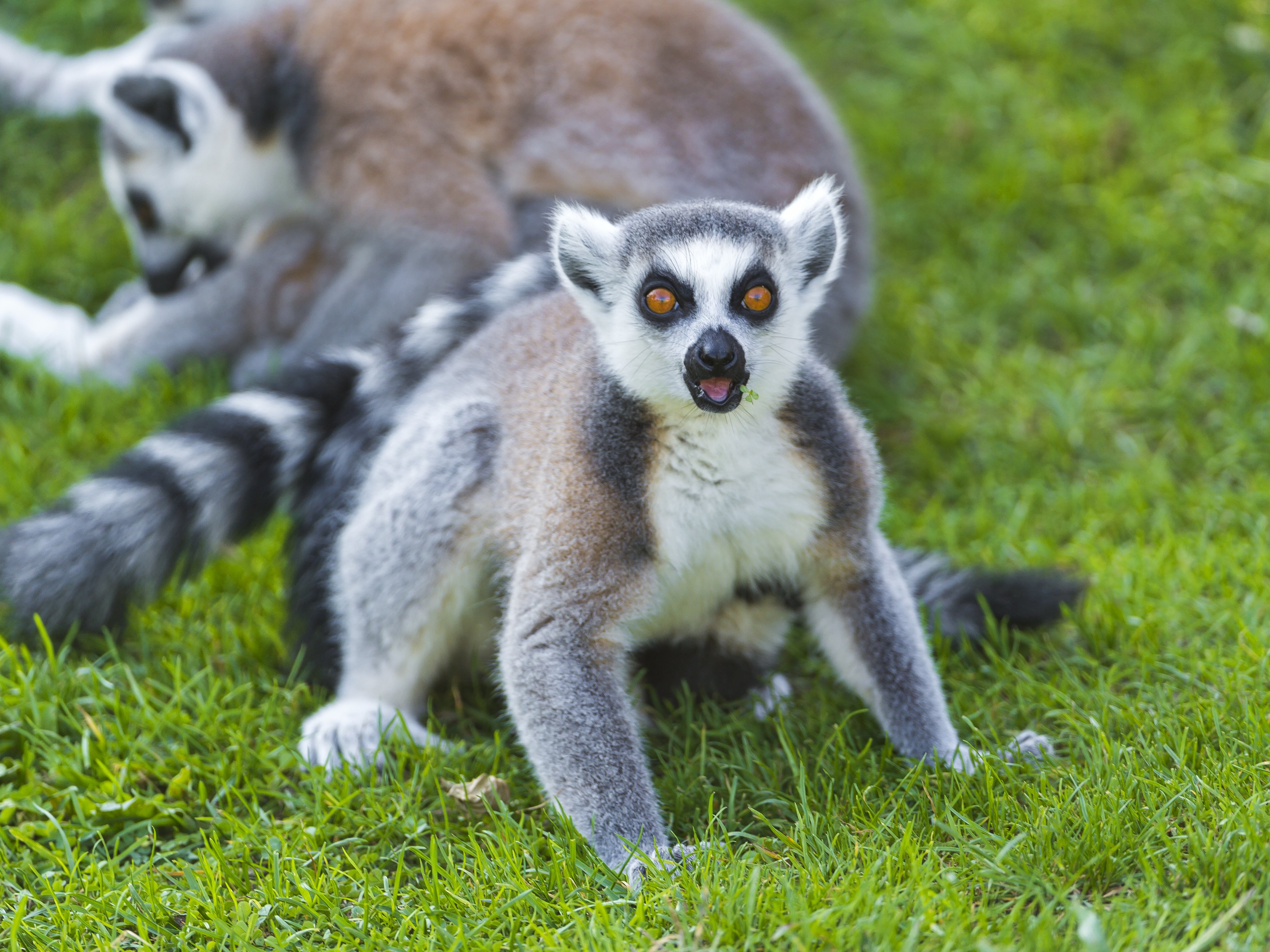 lemur, Primate, Madagascar,  45 Wallpaper