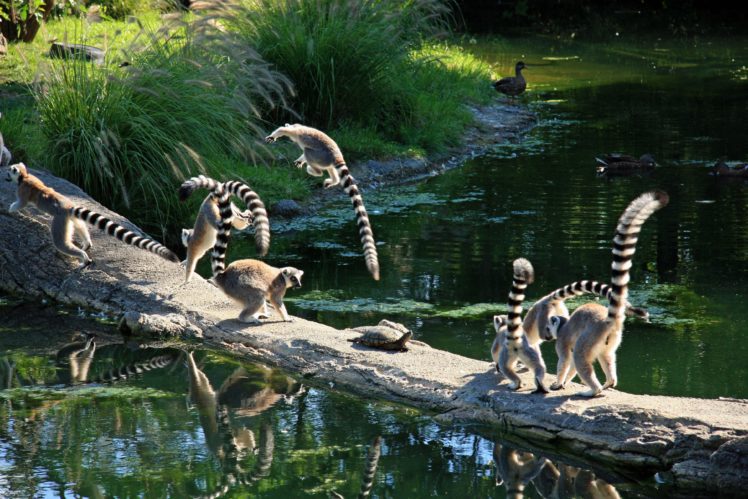 lemur, Primate, Madagascar,  47 HD Wallpaper Desktop Background