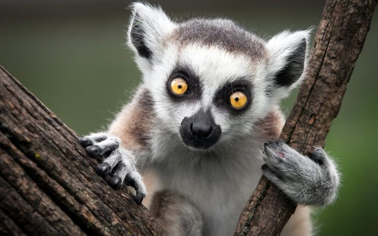 lemur, Primate, Madagascar,  56 HD Wallpaper Desktop Background