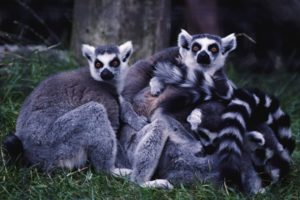 lemur, Primate, Madagascar,  53