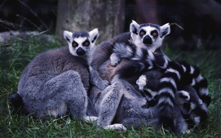lemur, Primate, Madagascar,  53 HD Wallpaper Desktop Background