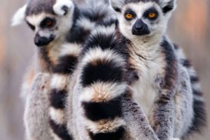 lemur, Primate, Madagascar,  52
