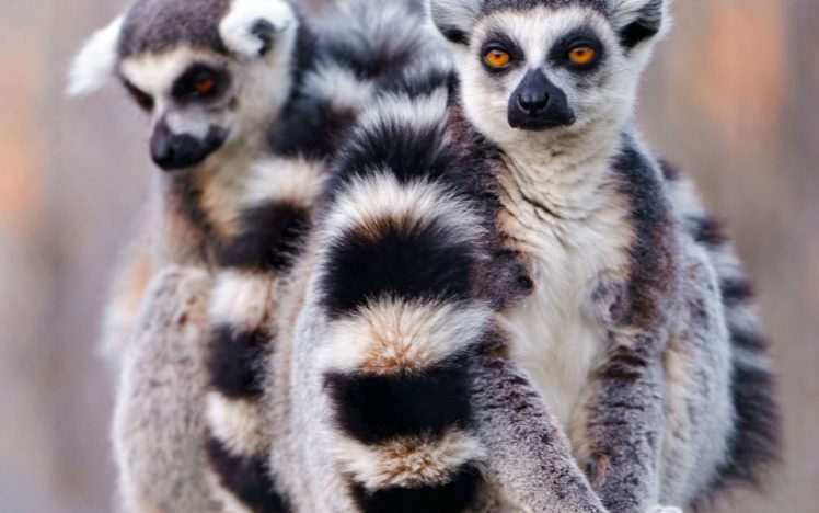 lemur, Primate, Madagascar,  52 HD Wallpaper Desktop Background