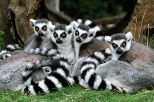 lemur, Primate, Madagascar,  51