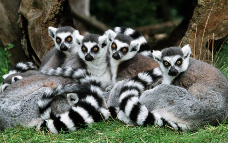 lemur, Primate, Madagascar,  51 HD Wallpaper Desktop Background
