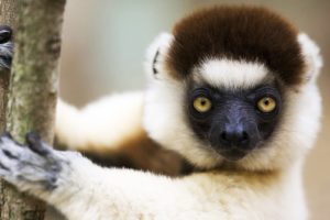 lemur, Primate, Madagascar,  50