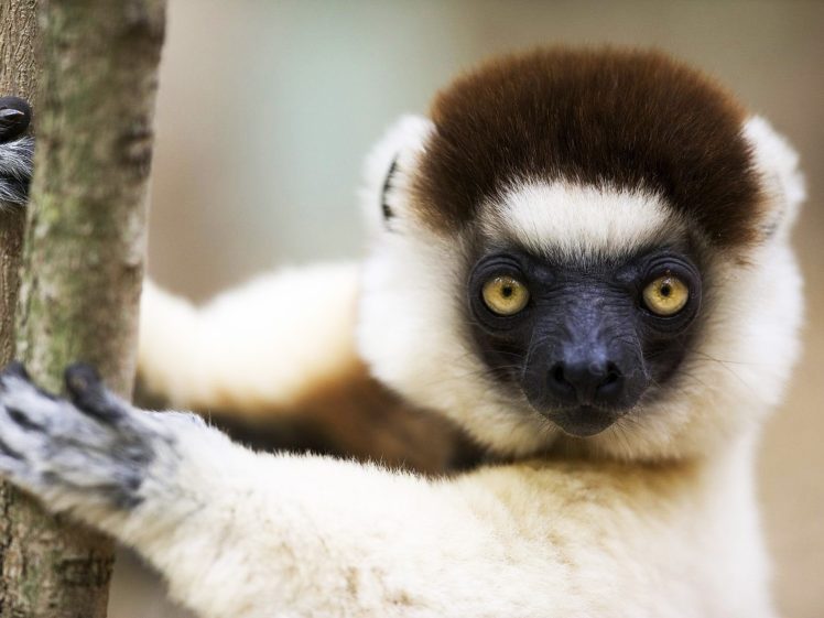 lemur, Primate, Madagascar,  50 HD Wallpaper Desktop Background