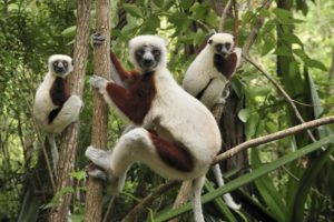 lemur, Primate, Madagascar,  55