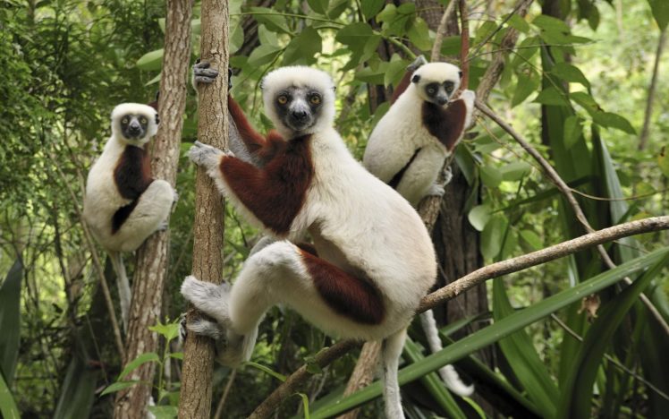 lemur, Primate, Madagascar,  55 HD Wallpaper Desktop Background
