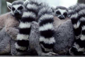 lemur, Primate, Madagascar,  49