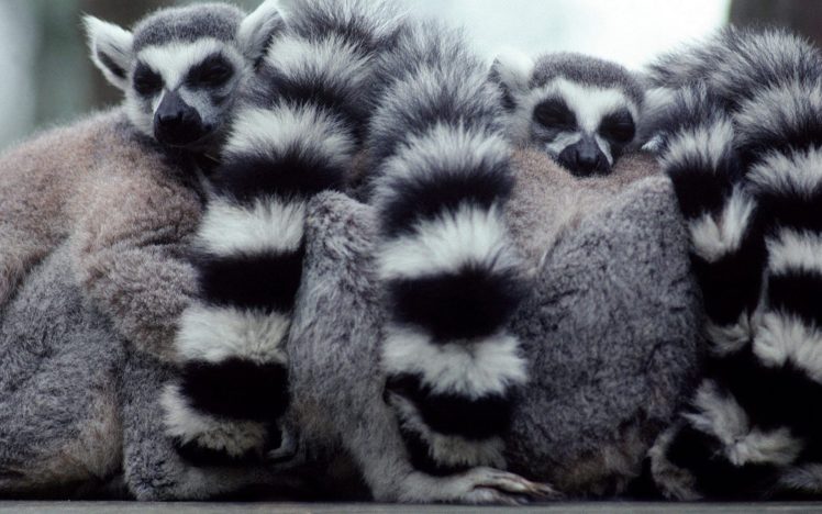 lemur, Primate, Madagascar,  49 HD Wallpaper Desktop Background