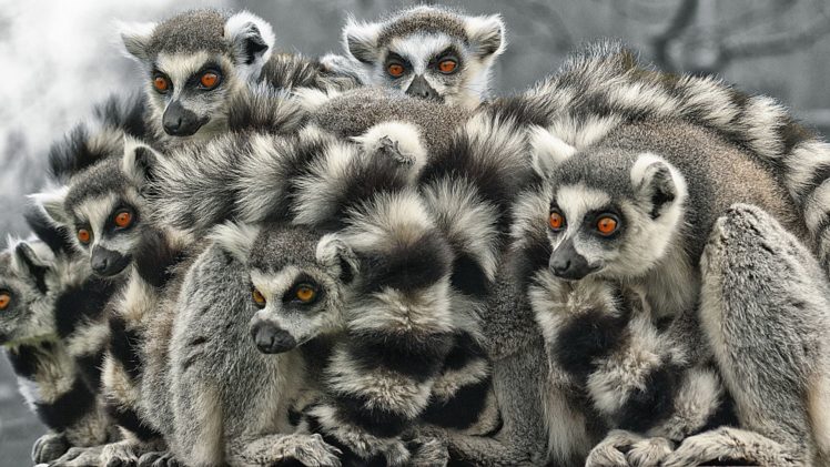lemur, Primate, Madagascar,  54 HD Wallpaper Desktop Background