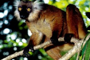 lemur, Primate, Madagascar,  67