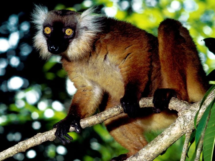 lemur, Primate, Madagascar,  67 HD Wallpaper Desktop Background