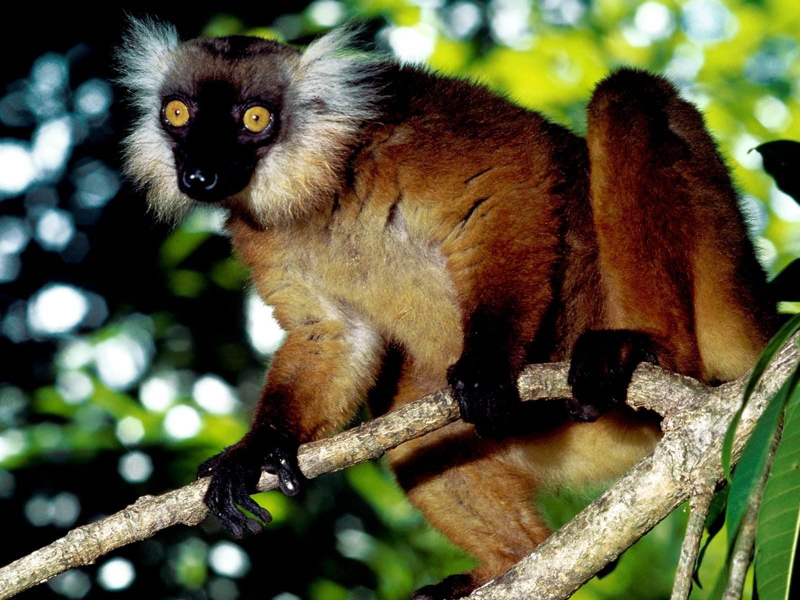 lemur, Primate, Madagascar,  67 Wallpaper