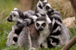 lemur, Primate, Madagascar,  64