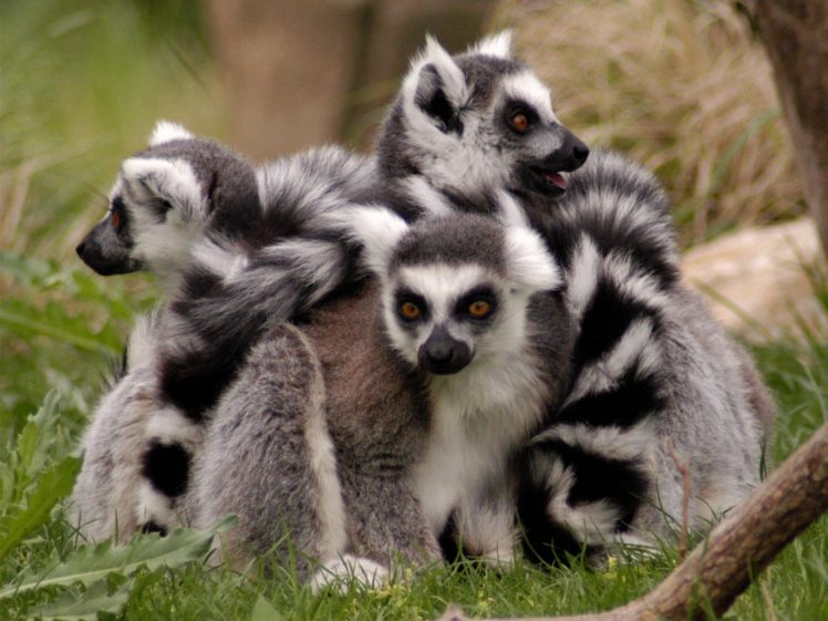 lemur, Primate, Madagascar,  64 HD Wallpaper Desktop Background