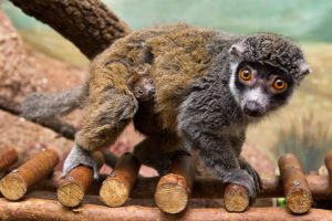 lemur, Primate, Madagascar,  65