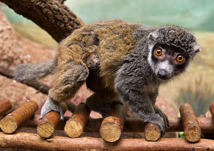 lemur, Primate, Madagascar,  65 HD Wallpaper Desktop Background
