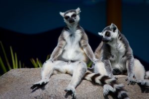 lemur, Primate, Madagascar,  61