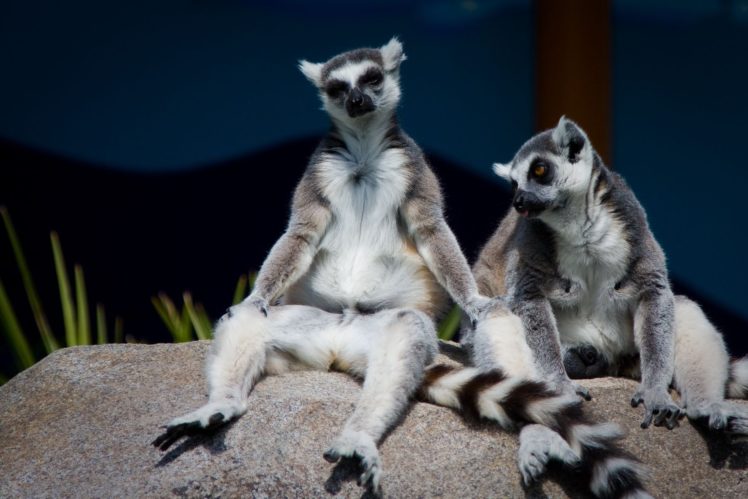 lemur, Primate, Madagascar,  61 HD Wallpaper Desktop Background