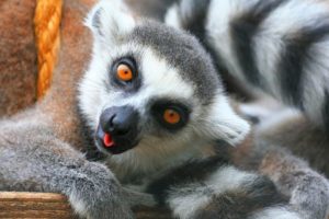 lemur, Primate, Madagascar,  63