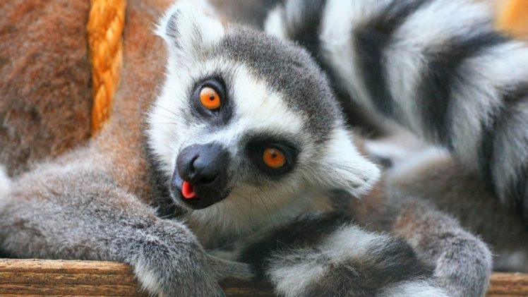 lemur, Primate, Madagascar,  63 HD Wallpaper Desktop Background
