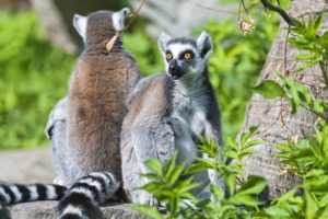 lemur, Primate, Madagascar,  60