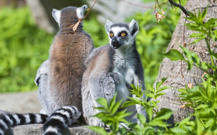 lemur, Primate, Madagascar,  60 HD Wallpaper Desktop Background