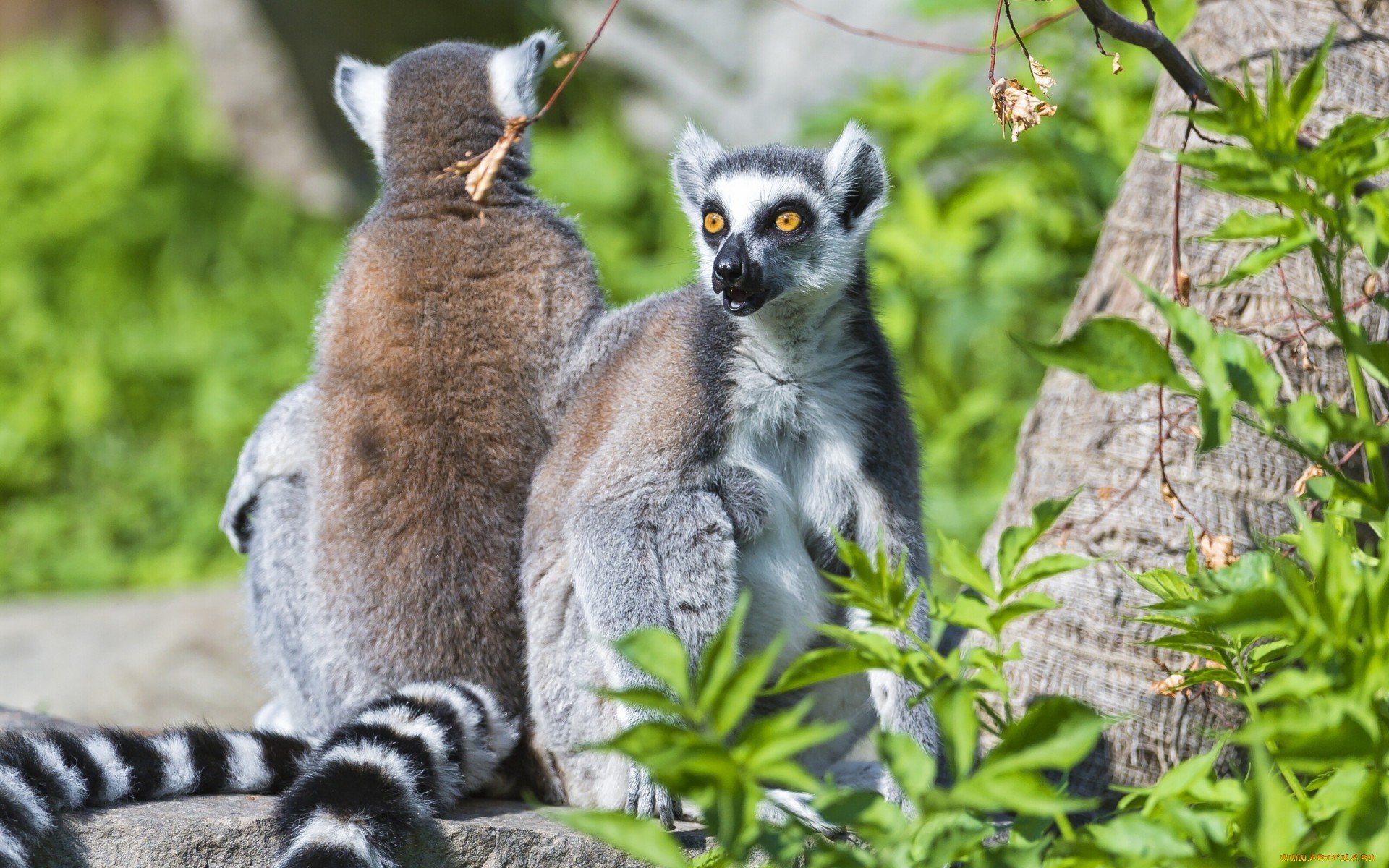 lemur, Primate, Madagascar,  60 Wallpaper