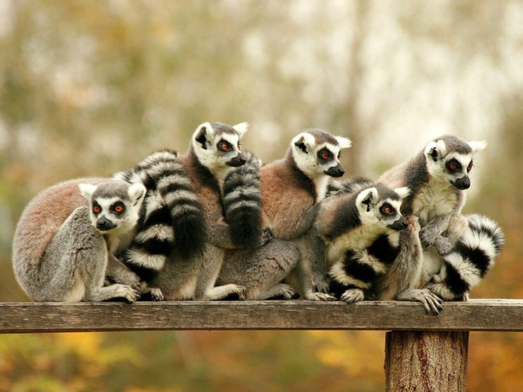 lemur, Primate, Madagascar,  59 HD Wallpaper Desktop Background