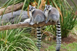 lemur, Primate, Madagascar,  57