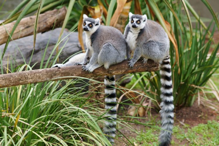 lemur, Primate, Madagascar,  57 HD Wallpaper Desktop Background