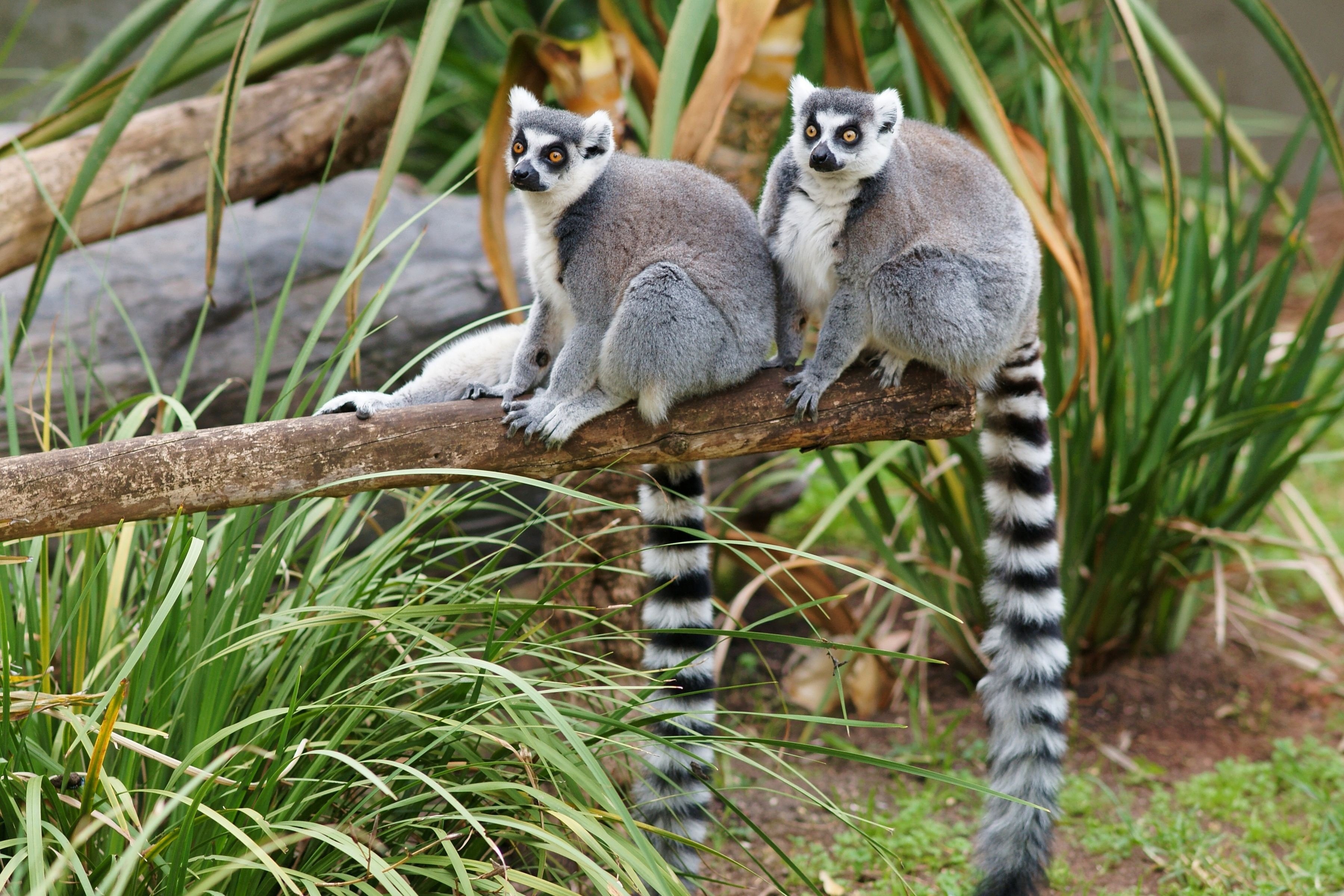 lemur, Primate, Madagascar,  57 Wallpaper