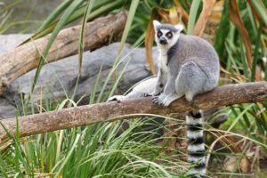 lemur, Primate, Madagascar,  58