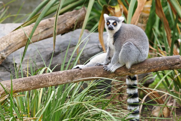 lemur, Primate, Madagascar,  58 HD Wallpaper Desktop Background