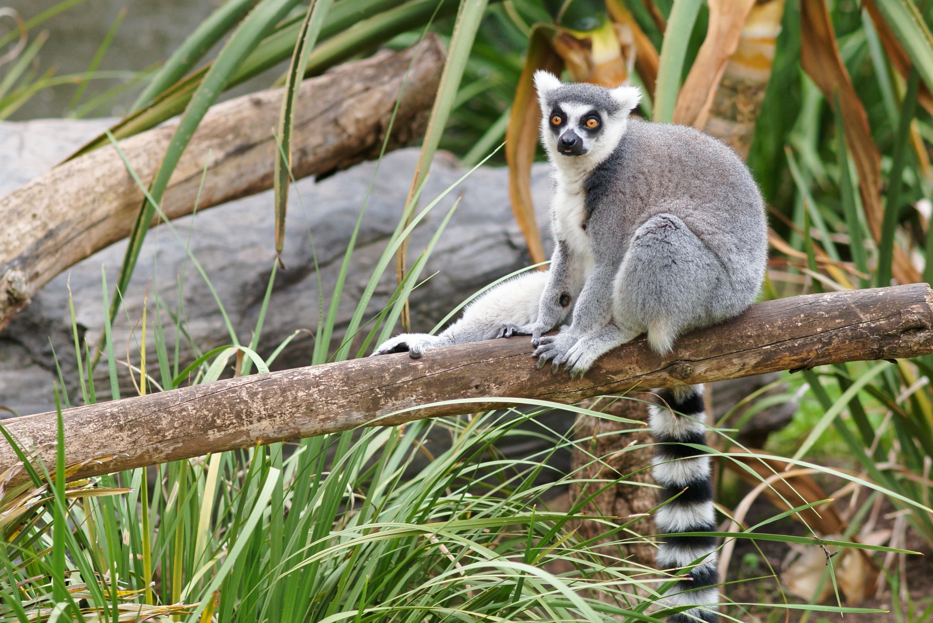 lemur, Primate, Madagascar,  58 Wallpaper