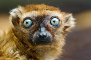 lemur, Primate, Madagascar,  62