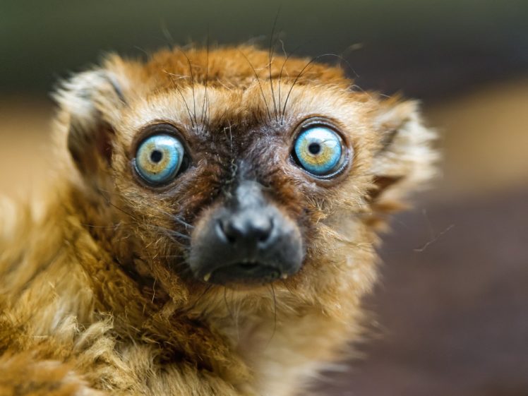 lemur, Primate, Madagascar,  62 HD Wallpaper Desktop Background