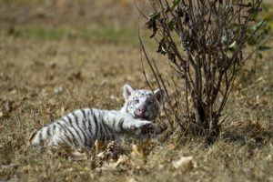 nature, Animals, Tigers, White, Tiger, Cubs, Baby, Animals