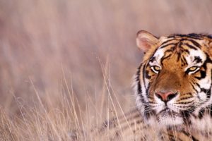 animals, Tigers, Bengal, Tigers