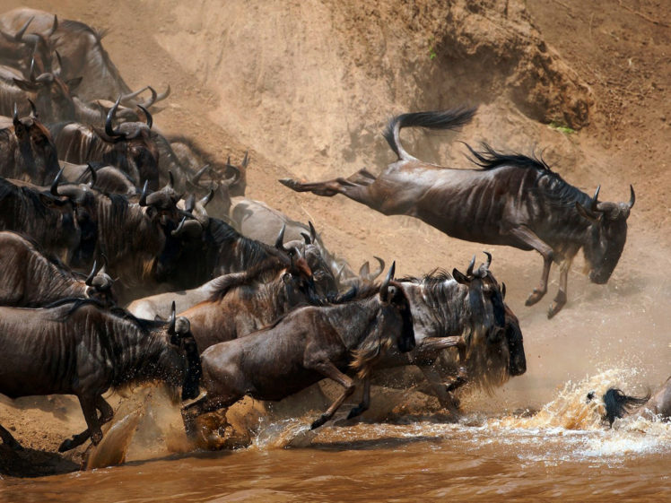 africa, Wildebeast, Rivers, Splash, Drops HD Wallpaper Desktop Background
