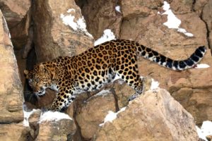animals, Rocks, Leopards, Amur, Leopard