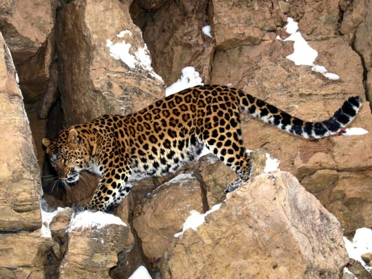 animals, Rocks, Leopards, Amur, Leopard HD Wallpaper Desktop Background